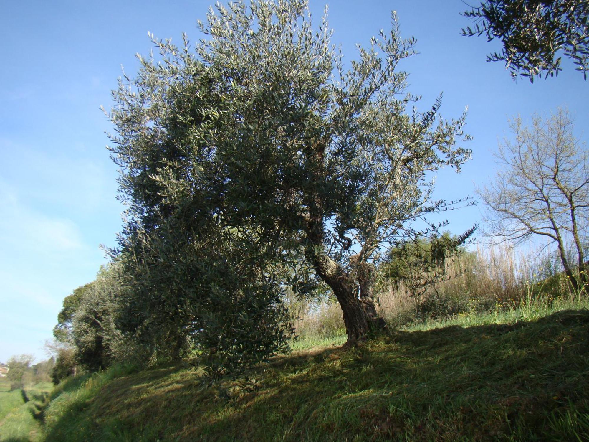 Podere Gian Battaglia Фучекио Екстериор снимка